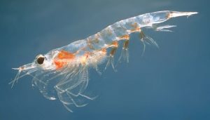 Huile de krill